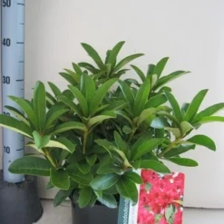 Rhododendron (Rhododendron 'Wilgen's Ruby') -Exporteren Tuin Zorgzaam Winkel rhododendron wilgens ruby c5 aug 1