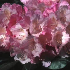 Dwergrhododendron (Rhododendron 'Polaris') -Exporteren Tuin Zorgzaam Winkel rhpolari 2