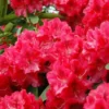 Rhododendron (Rhododendron 'Wilgen's Ruby') -Exporteren Tuin Zorgzaam Winkel rhwruby 2
