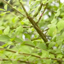 Meerstammige Kardinaalshoed (Euonymus Alatus) 8 Meerstammige Kardinaalshoed (Euonymus Alatus) -Exporteren Tuin Zorgzaam Winkel schermafbeelding 2021 02 10 om 16.29.03