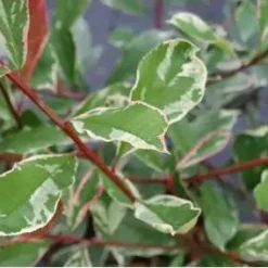 Glansmispel Op Stam (Photinia Fraseri 'Pink Marble') -Exporteren Tuin Zorgzaam Winkel schermafbeelding 2021 02 16 om 16.02.05