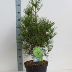 Japanse Parasolden (Sciadopitys Verticilata) -Exporteren Tuin Zorgzaam Winkel sciadopitys verticilata 50 60 cm co. 7.5l kopie 1