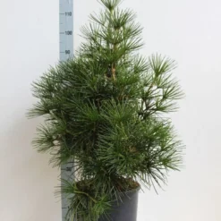Japanse Parasolden (Sciadopitys Verticilata) -Exporteren Tuin Zorgzaam Winkel sciadopitys verticilata 60 80 cm co. 18l. kopie