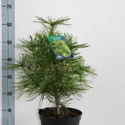 Japanse Parasolden (Sciadopitys Verticilata) -Exporteren Tuin Zorgzaam Winkel sciadopitys verticillata 30 40 c5 1