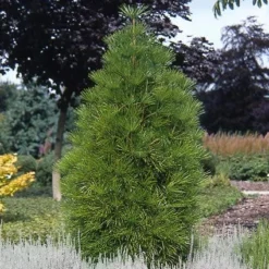 Japanse Parasolden (Sciadopitys Verticilata) -Exporteren Tuin Zorgzaam Winkel scvertic 7