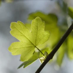 Zeeuwse Haag -Exporteren Tuin Zorgzaam Winkel sepa02963