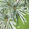 Treurceder (Cedrus Libani 'Glauca Pendula') -Exporteren Tuin Zorgzaam Winkel sepa13888
