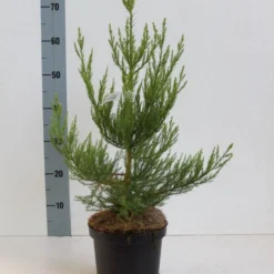 Mammoetboom (Sequoiadendron Giganteum) -Exporteren Tuin Zorgzaam Winkel seqouiadendron giganteum 40 50 co. 3l kopie