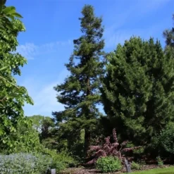 Kustmammoetboom (Sequoia Sempervirens) -Exporteren Tuin Zorgzaam Winkel sequoia sempervirens 1