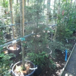 Kustmammoetboom (Sequoia Sempervirens) -Exporteren Tuin Zorgzaam Winkel sequoia sempervirens 125 150 c20