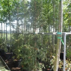 Kustmammoetboom (Sequoia Sempervirens) -Exporteren Tuin Zorgzaam Winkel sequoia sempervirens 200 250 c35 1