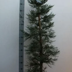 Mammoetboom (Sequoiadendron Giganteum) -Exporteren Tuin Zorgzaam Winkel sequoiadendrn gl glaucum125 150 cm co. 18l kopie