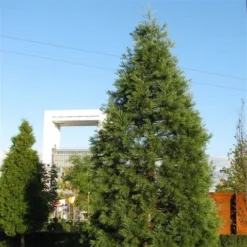 Kustmammoetboom (Sequoia Sempervirens) -Exporteren Tuin Zorgzaam Winkel sequoiadendron giganteum