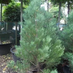 Mammoetboom (Sequoiadendron Giganteum) -Exporteren Tuin Zorgzaam Winkel sequoiadendron giganteum 150 175 c35