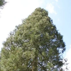 Mammoetboom (Sequoiadendron Giganteum) -Exporteren Tuin Zorgzaam Winkel sequoiadendron giganteum 1