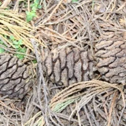Mammoetboom (Sequoiadendron Giganteum) -Exporteren Tuin Zorgzaam Winkel sequoiadendron giganteum 3