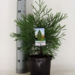 Mammoetboom (Sequoiadendron Giganteum) -Exporteren Tuin Zorgzaam Winkel sequoiadendron giganteum c3 m