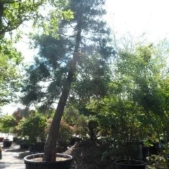 Mammoetboom (Sequoiadendron Giganteum) -Exporteren Tuin Zorgzaam Winkel sequoiadendron giganteum oude stam c1000