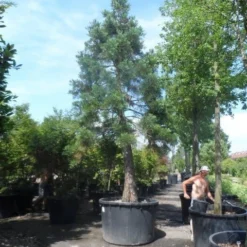 Mammoetboom (Sequoiadendron Giganteum) -Exporteren Tuin Zorgzaam Winkel sequoiadendron giganteum oude stam c1000 2