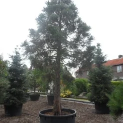 Mammoetboom (Sequoiadendron Giganteum) -Exporteren Tuin Zorgzaam Winkel sequoiadendron giganteum oude stam c1000 3