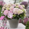 Hortensia Soft Pink Salsa (Hydrangea 'Music Collection') -Exporteren Tuin Zorgzaam Winkel soft pink salsa 2