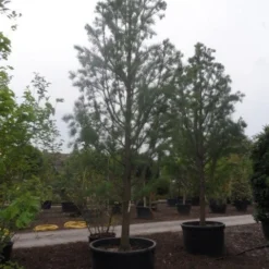 Moerascipres (Taxodium Distichum 'Nutans') -Exporteren Tuin Zorgzaam Winkel taxodium distichum nutans 400 500 c750