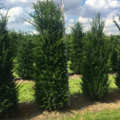 Grote Venijnboom (Taxus Baccata) -Exporteren Tuin Zorgzaam Winkel taxus 200225 x 50 60 1 2