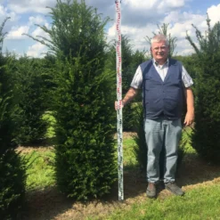 Grote Venijnboom (Taxus Baccata) -Exporteren Tuin Zorgzaam Winkel taxus 200225 x 5060 1