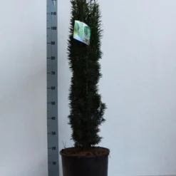 Zuiltaxus (Taxus Baccata 'Fastigiata Robusta') -Exporteren Tuin Zorgzaam Winkel taxus b fastigiata robusta 80 100 cm co. 12l kopie 1