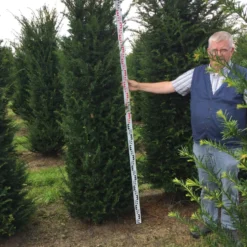 Grote Venijnboom (Taxus Baccata) -Exporteren Tuin Zorgzaam Winkel taxus baccaata 225250x5060 1 1