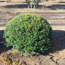 Grote Taxusbol (Taxus Baccata) 21 Grote Taxusbol (Taxus Baccata) -Exporteren Tuin Zorgzaam Winkel taxus baccata 100 cm platte bol drkl 2