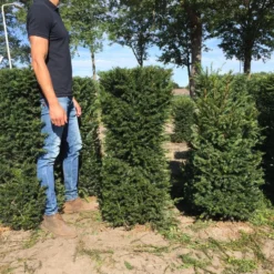 Taxus Als Haagelement (Taxus Baccata) -Exporteren Tuin Zorgzaam Winkel taxus baccata 120 x 50 x 50 cm drkl haagelement 1 1