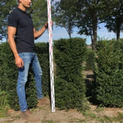 Taxus Als Haagelement (Taxus Baccata) -Exporteren Tuin Zorgzaam Winkel taxus baccata 120 x 50 x 50 cm drkl haagelement 3 1