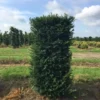 Taxus Als Haagelement (Taxus Baccata) -Exporteren Tuin Zorgzaam Winkel taxus baccata 125x60x60 1 1