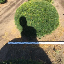 Grote Taxusbol (Taxus Baccata) 22 Grote Taxusbol (Taxus Baccata) -Exporteren Tuin Zorgzaam Winkel taxus baccata 140 cm platte bol drkl 1