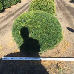Grote Taxusbol (Taxus Baccata) -Exporteren Tuin Zorgzaam Winkel taxus baccata 140 cm platte bol drkl 2 1