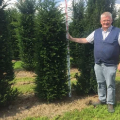 Nieuwe uitgaven -Exporteren Tuin Zorgzaam Winkel taxus baccata 180200 x 50 60 1