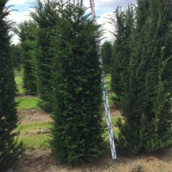 Grote Venijnboom (Taxus Baccata) -Exporteren Tuin Zorgzaam Winkel taxus baccata 180200 x 5060 1 1