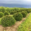 Grote Taxusbol (Taxus Baccata) -Exporteren Tuin Zorgzaam Winkel taxus baccata 50 cm halve bol drkl