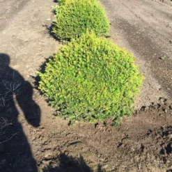 Grote Taxusbol (Taxus Baccata) -Exporteren Tuin Zorgzaam Winkel taxus baccata 60 cm platte bol drkl 2 1
