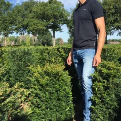 Taxus Als Haagelement (Taxus Baccata) -Exporteren Tuin Zorgzaam Winkel taxus baccata 60 x 50 x 50 cm drkl haagelement 1 1