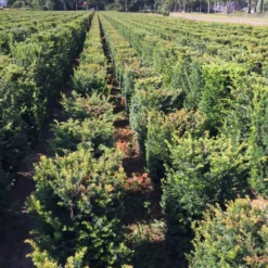 Taxus Als Haagelement (Taxus Baccata) -Exporteren Tuin Zorgzaam Winkel taxus baccata 60 x 50 x 50 cm drkl haagelement 2