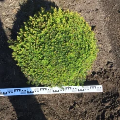 Grote Taxusbol (Taxus Baccata) -Exporteren Tuin Zorgzaam Winkel taxus baccata 70 cm platte bol drkl 1 1