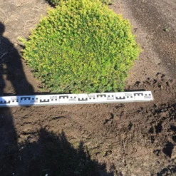 Grote Taxusbol (Taxus Baccata) 17 Grote Taxusbol (Taxus Baccata) -Exporteren Tuin Zorgzaam Winkel taxus baccata 70 cm platte bol drkl 2