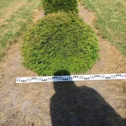 Grote Taxusbol (Taxus Baccata) -Exporteren Tuin Zorgzaam Winkel taxus baccata 80 cm platte bol drkl 1 1