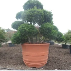 Taxus Als Bonsai (Taxus Baccata) -Exporteren Tuin Zorgzaam Winkel taxus baccata bonsai 300 400 c1800