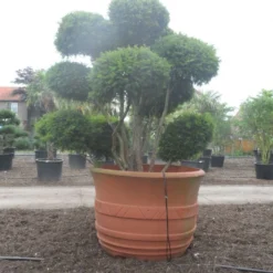 Taxus Als Bonsai (Taxus Baccata) -Exporteren Tuin Zorgzaam Winkel taxus baccata bonsai 300 400 c1800 2 1