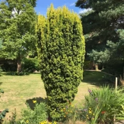 Gele Venijnboom (Taxus Baccata 'David') -Exporteren Tuin Zorgzaam Winkel taxus baccata david 2