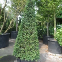 Taxus Als Pyramide (Taxus Baccata) -Exporteren Tuin Zorgzaam Winkel taxus baccata egyptische pyramide 200 225 250 c285