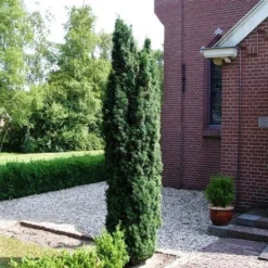 Groene Zuiltaxus (Taxus Baccata 'Fastigiata') -Exporteren Tuin Zorgzaam Winkel taxus baccata fastigiata 1